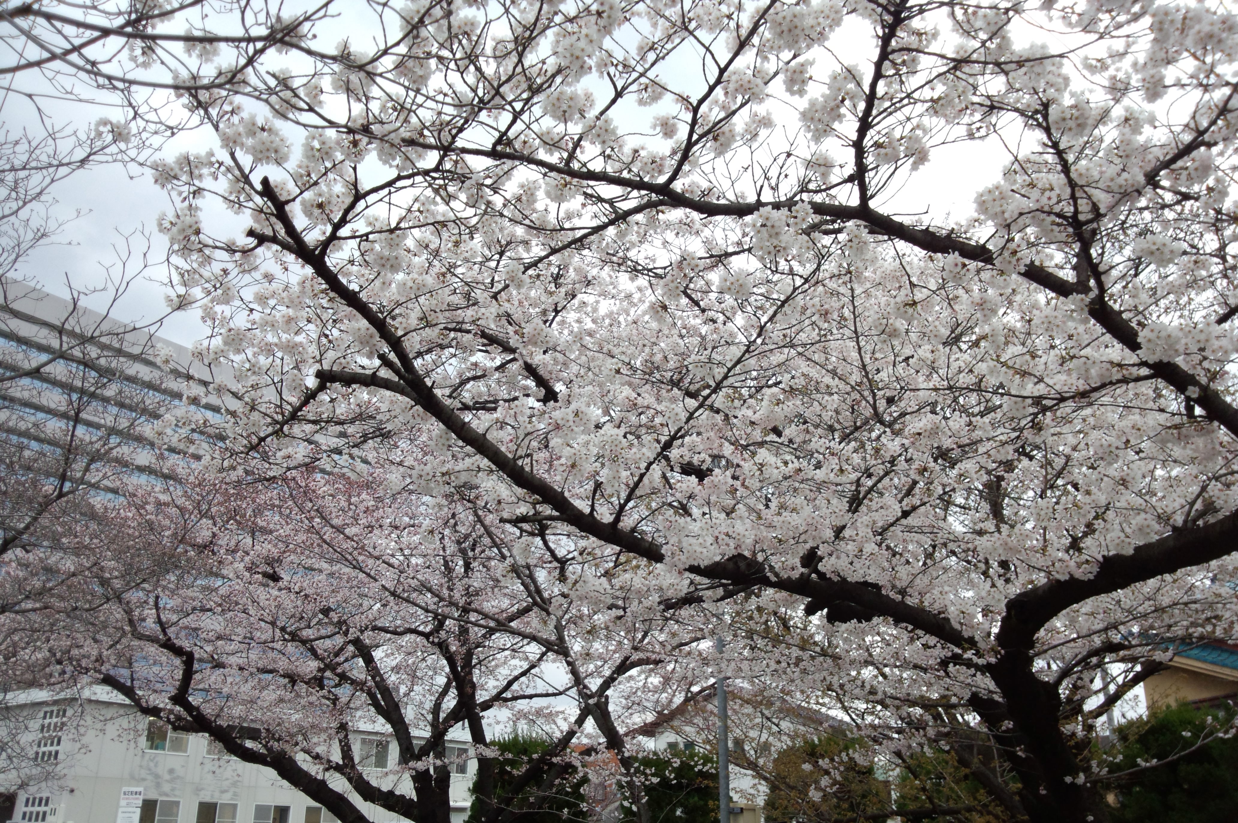 刈谷駅周辺の桜