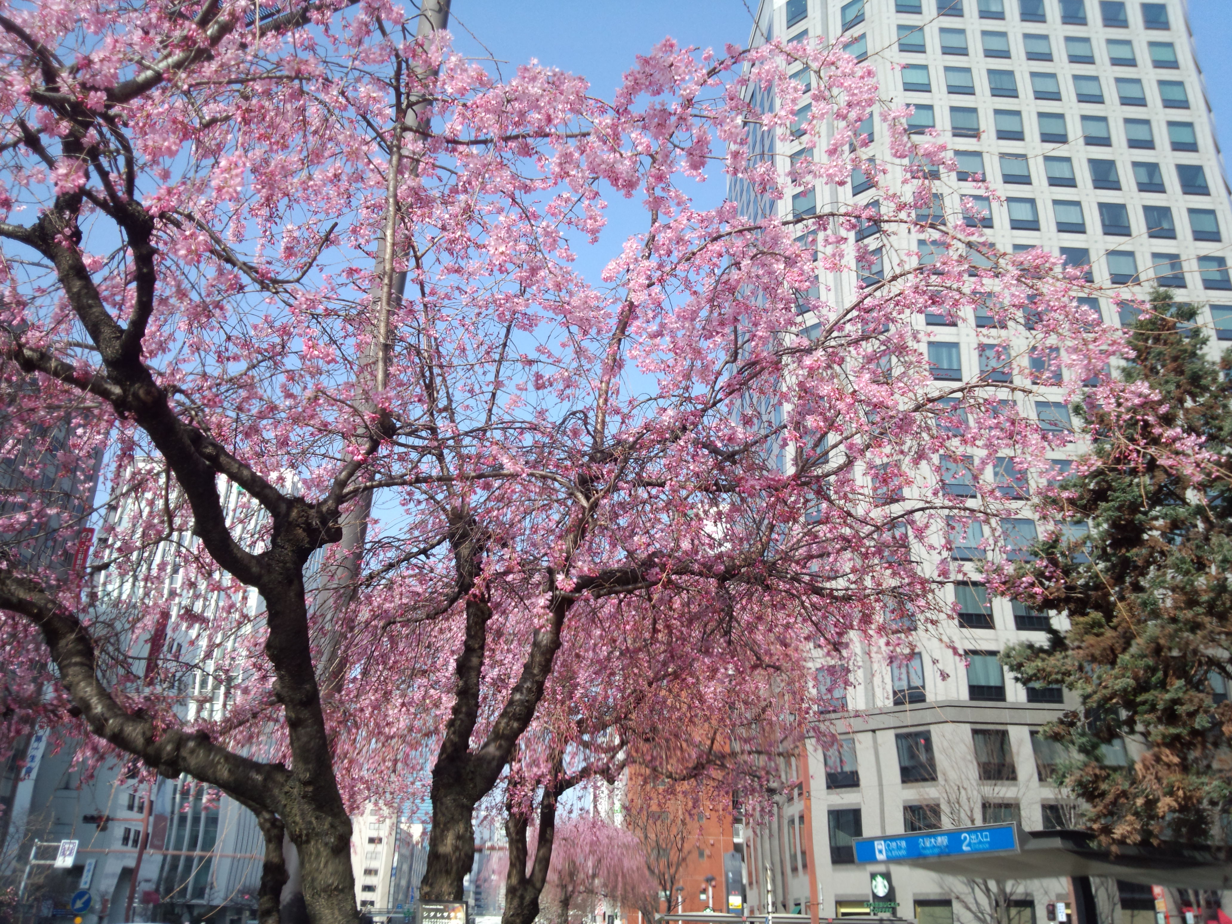 久屋大通駅周辺の桜