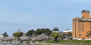 cherry blossom festival in Okazaki