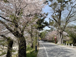 cherry blossom festival in Okazaki